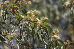 Corymbia nesophila