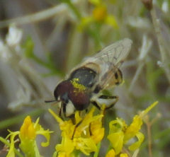 Copestylum marginatum