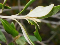 Olearia traversiorum