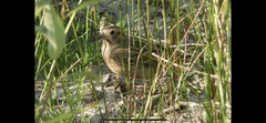 Calcarius ornatus