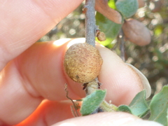 Burnettweldia washingtonensis