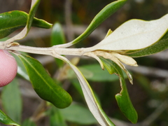 Olearia traversiorum