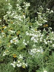 Parthenium