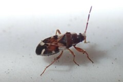 Rhyparochrominae