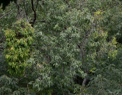 Corymbia clarksoniana