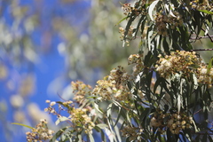 Corymbia nesophila