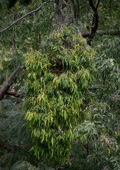 Corymbia clarksoniana