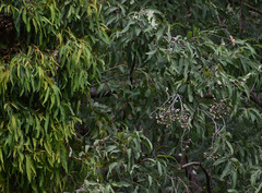 Corymbia clarksoniana