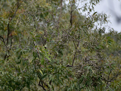 Corymbia clarksoniana