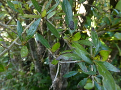 Coprosma ×cunninghamii