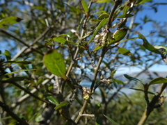 Coprosma ×cunninghamii