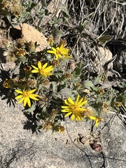 Heterotheca hirsutissima