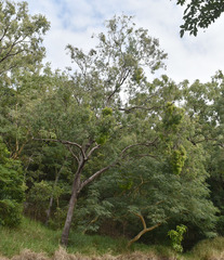 Corymbia clarksoniana