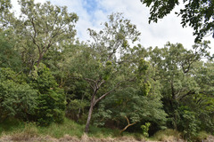 Corymbia clarksoniana