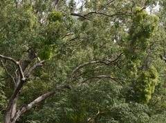Corymbia clarksoniana