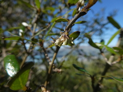 Coprosma ×cunninghamii