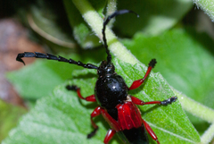 Lissonotus corallinus