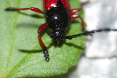 Lissonotus corallinus