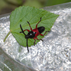 Lissonotus corallinus