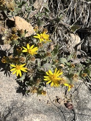 Heterotheca hirsutissima