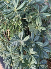 Pittosporum