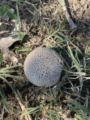Lycoperdaceae