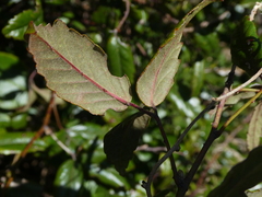 Rubus schmidelioides schmidelioides