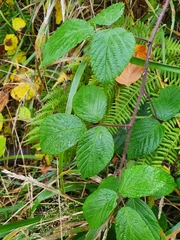 Rubus pedemontanus