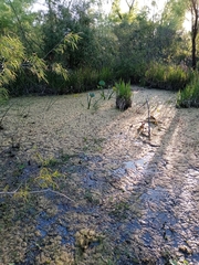 Sagittaria montevidensis