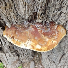 Ganoderma resinaceum