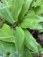 Allium ursinum