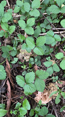 Potentilla indica