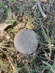 Lycoperdaceae