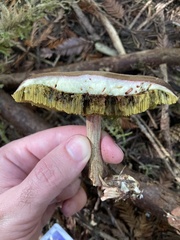 Xerocomellus diffractus