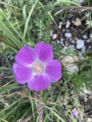 Callirhoe involucrata
