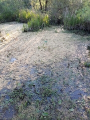 Sagittaria montevidensis