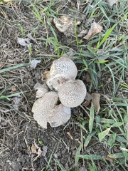 Lycoperdaceae