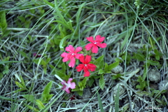 Glandularia peruviana