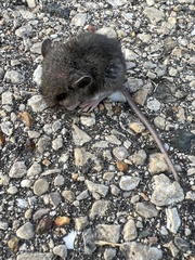 Peromyscus