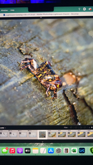 Pachygrapsus