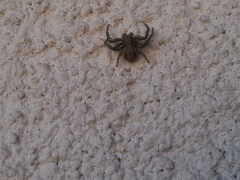 Xysticus
