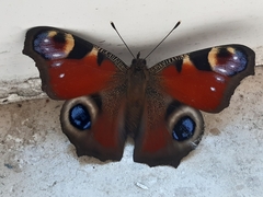 Aglais io