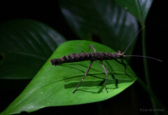 Creoxylus