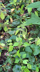 Urtica chamaedryoides