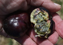 Pleiogynium timoriense