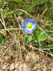 Ipomoea cardiophylla