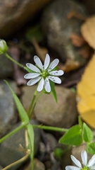 Stellaria aquatica