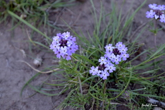 Glandularia tenera