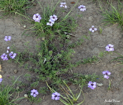 Glandularia tenera