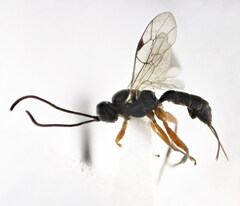 Isadelphus coriarius